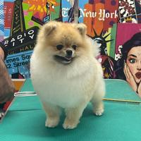 Pomerania disponibile per monta