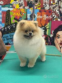 Pomerania disponibile per monta