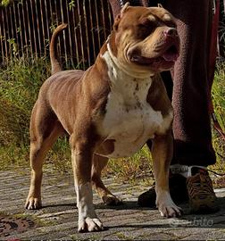 American Bully per monta