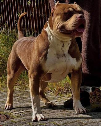 American Bully per monta