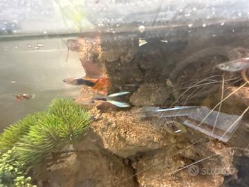 Guppy Endler
