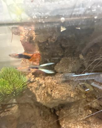 Guppy Endler