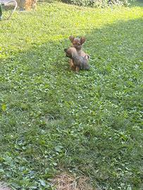 Cucciolo di chihuahua