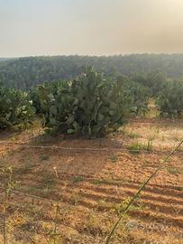 2 lotti di terreno agricolo