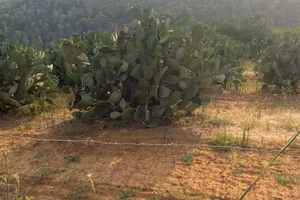 2 lotti di terreno agricolo