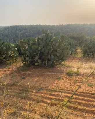 2 lotti di terreno agricolo