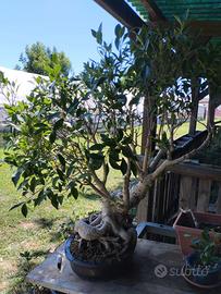 Ficus bonsai