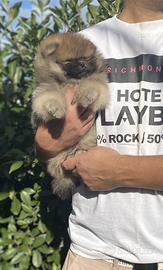 Volpino di Pomerania PEDIGREE ENCI