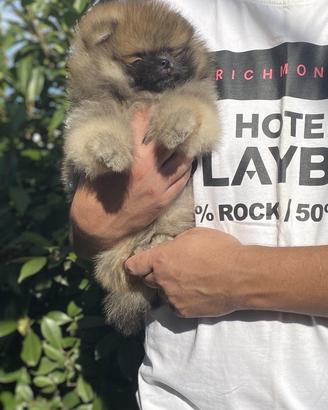Volpino di Pomerania PEDIGREE ENCI