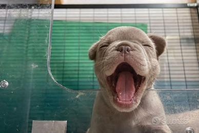 Bull dog francese blu New Shade tan maschio