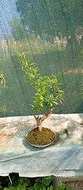 bonsai di melograno stile yamadori 