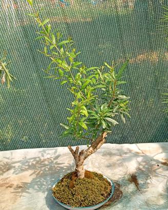 bonsai di melograno stile yamadori 