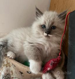 Gattini Siberiani Neva Masquerade