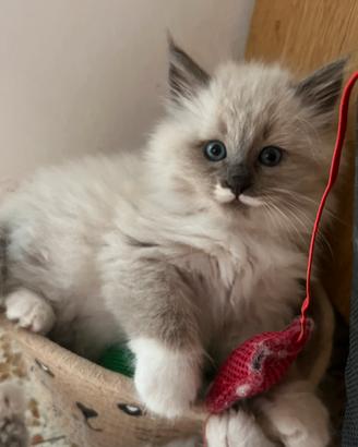 Gattini Siberiani Neva Masquerade
