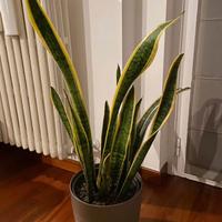 Pianta san severia adulta