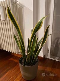 Pianta san severia adulta