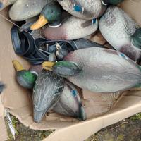 stampi anatre/germano reale