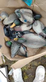 stampi anatre/germano reale