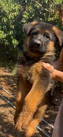 Cuccioli di pastore tedesco con pedigree