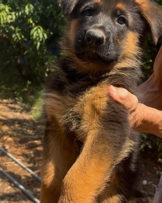 Cuccioli di pastore tedesco con pedigree