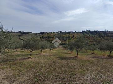 TER. AGRICOLO A VERUCCHIO