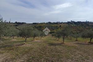 TER. AGRICOLO A VERUCCHIO