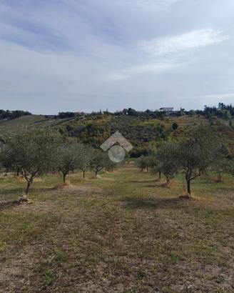 TER. AGRICOLO A VERUCCHIO