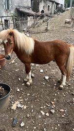 Pony