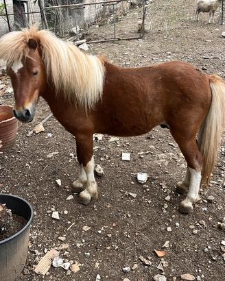 Pony