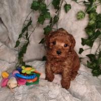 Barboncino toy maschio Red