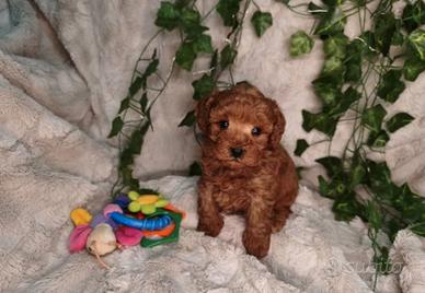 Barboncino toy maschio Red