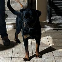 Rottweiler x monta