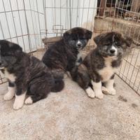 Cuccioli akita inu