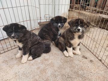 Cuccioli akita inu