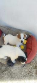 Jack Russell