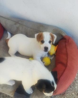 Jack Russell