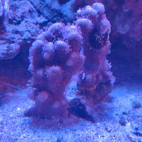 Corallo montipora