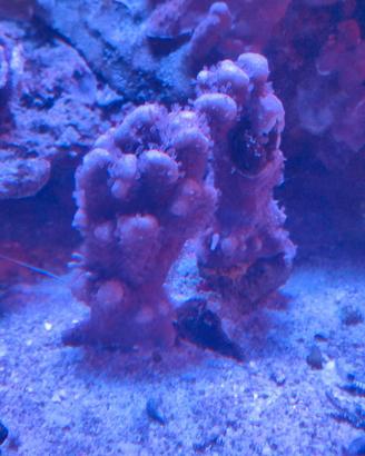 Corallo montipora
