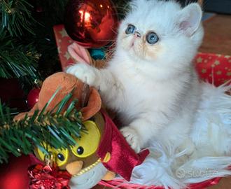 Gatto persiano chinchilla exotico cucciolo