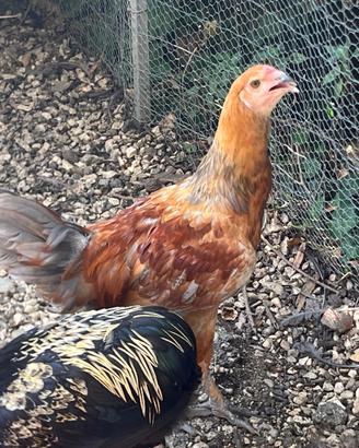Giovani galli olive egger