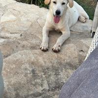 Cucciola di cinque mesi