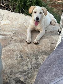 Cucciola di cinque mesi