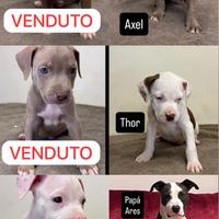 American Pitbull Terrier *puri