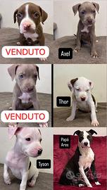 American Pitbull Terrier *puri