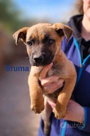 Cuccioli futura taglia media