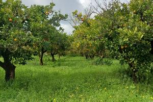 Terreno - Chiaramonte Gulfi