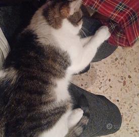 gatto europeo leggere descrizione 