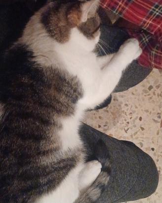 gatto europeo leggere descrizione 