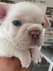 Bulldog francese