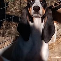 Cucciola segugio francese